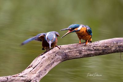 Bird perching on a tree