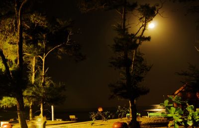 Illuminated trees against sky at night