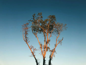 Low angle view of tree against clear blue sky