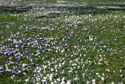 Purple flowering plants on field