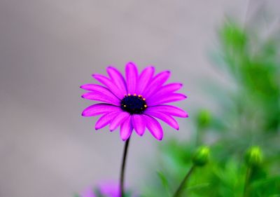 Close-up of purple flower