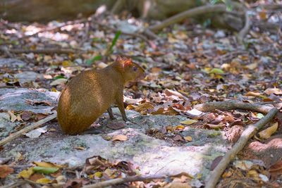 Close-up of squirrel