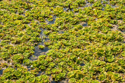 High angle view of plants growing in lake