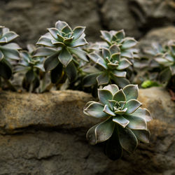 Close-up of flowering plant