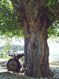 Close-up of tree trunk in park