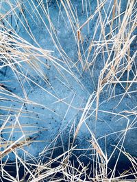 Full frame shot of snow covered plants