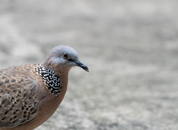 Close-up of seagull looking away