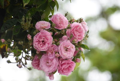 Close-up of pink roses