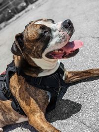 Beautiful boxer mix close up 