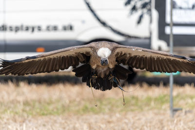 Bird flying over land