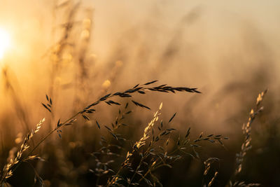 Close-up of stalks in field against sky