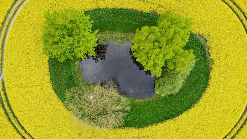 High angle view of plants growing in park