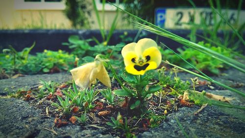 Close-up of yellow flower