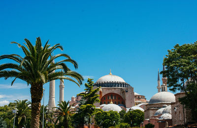 Palm trees against blue sky