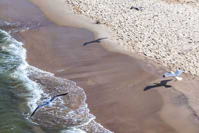 High angle view of bird flying over beach