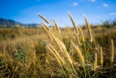 Close-up of stalks in field