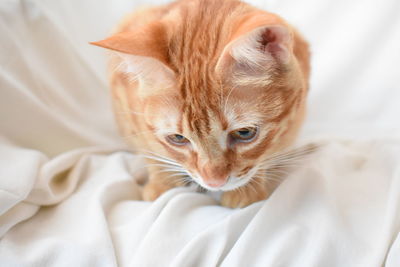 Portrait of white kitten on bed