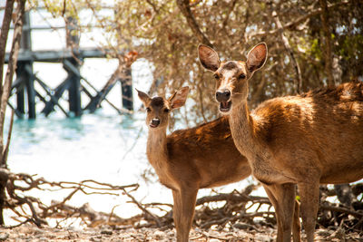 Two deer standing by the sea on a sunny day