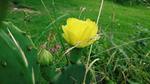 Close-up of yellow flowers blooming in field