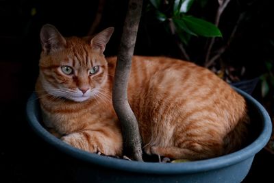 Close-up portrait of a cat resting