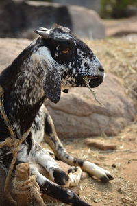 Close up photo of a goat on a farm in the village