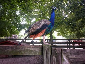 Bird perching on tree trunk