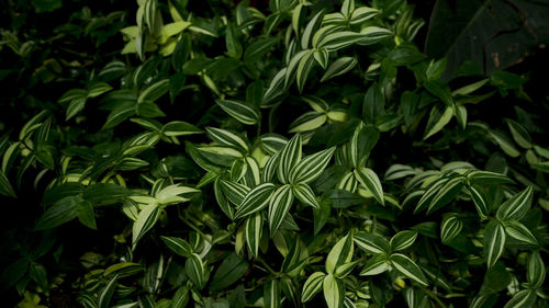 Close-up of fresh green variegata leaves