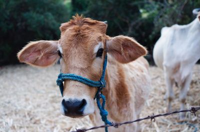 Close-up portrait of cow standing at farm