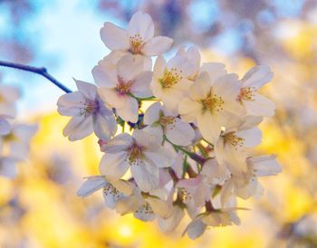 Close-up of apple blossoms in spring