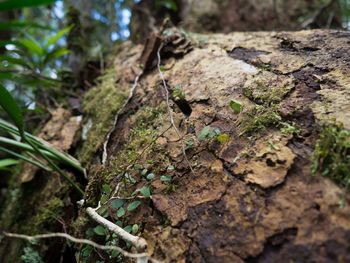 Close-up of moss growing on tree trunk