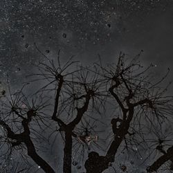 Low angle view of bare trees against sky