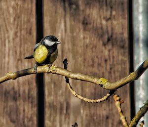 Close-up of bird perching on branch