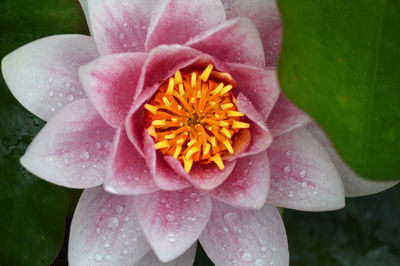 Close-up of wet pink flower