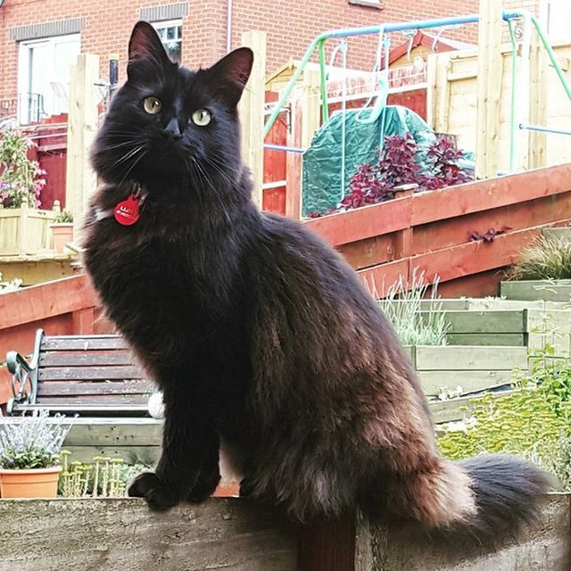 animal themes, domestic animals, one animal, mammal, pets, domestic cat, cat, feline, sitting, built structure, black color, building exterior, architecture, whisker, looking at camera, portrait, wood - material, house, day