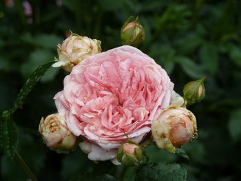 Close-up of pink rose with water