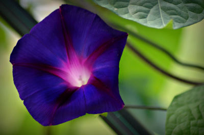 Close-up of purple flowers blooming