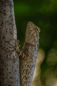 Close-up of lizard on tree trunk