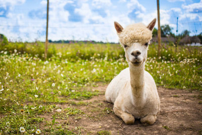 Portrait of sheep on field