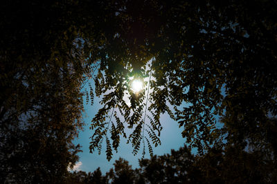 Low angle view of trees against sky at night