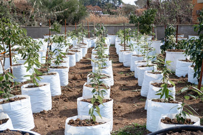 High angle view of plants