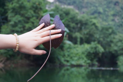 Close-up of hand holding leaf