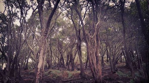 Trees in forest