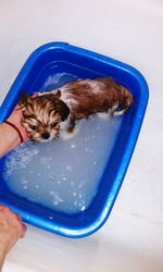 High angle view of dog holding puppy in water