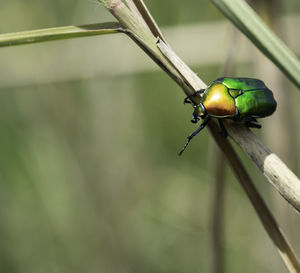 Close-up of bird perching on wood