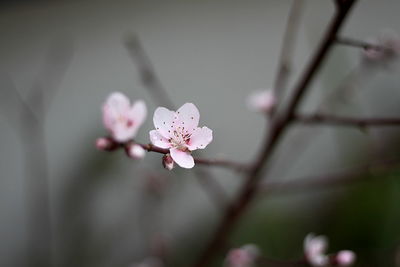 Close-up of white flowers on branch