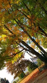 Low angle view of trees