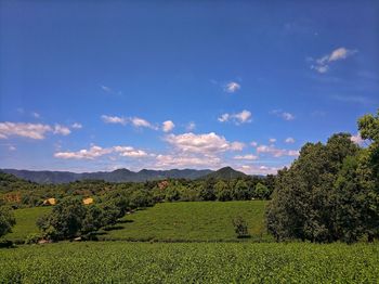 Scenic view of agricultural field against sky