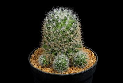Close-up of potted cactus plant against black background
