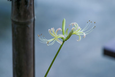 Close-up of flowering plant