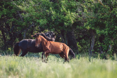 Horses in a field